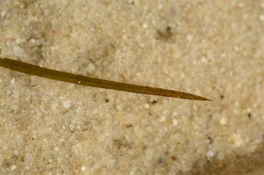 Image of Shetland Pondweed