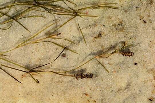 Image of Shetland Pondweed