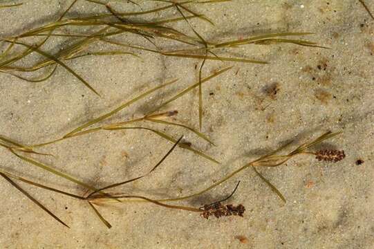 Image of Shetland Pondweed