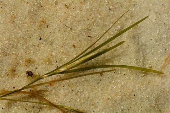 Image of Shetland Pondweed