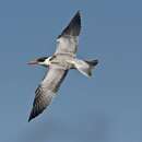 Image of Caspian tern