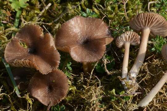 Image of Entoloma fuscomarginatum P. D. Orton 1960