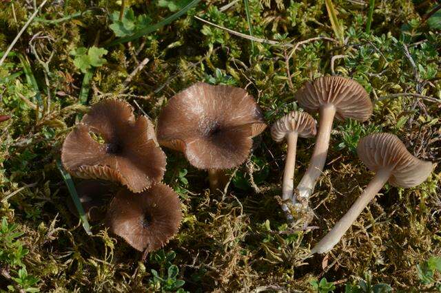 Image of Entoloma fuscomarginatum P. D. Orton 1960