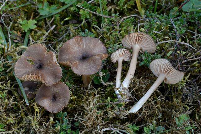 Image of Entoloma fuscomarginatum P. D. Orton 1960