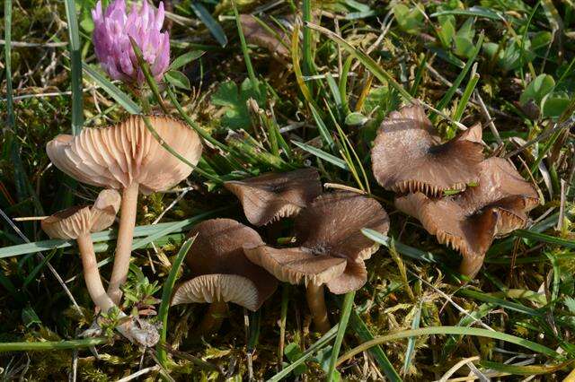 Image of Entoloma fuscomarginatum P. D. Orton 1960