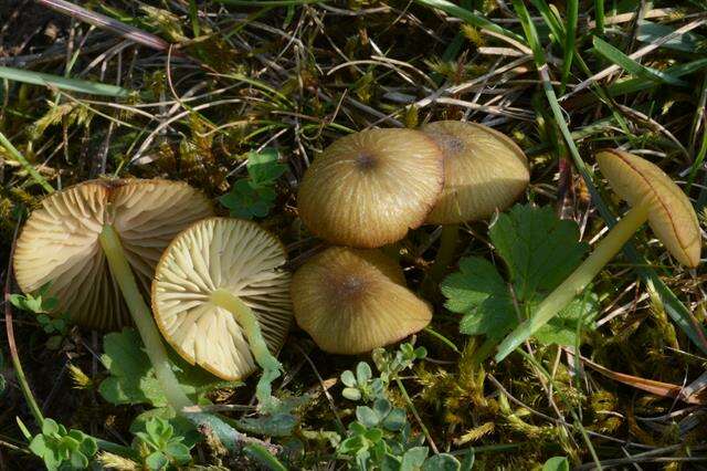 Entoloma incanum (Fr.) Hesler 1967 resmi