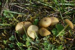 Entoloma incanum (Fr.) Hesler 1967 resmi