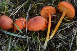 Sivun Hygrocybe calciphila Arnolds 1985 kuva