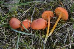 Sivun Hygrocybe calciphila Arnolds 1985 kuva