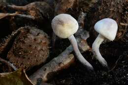 Image of Cystolepiota