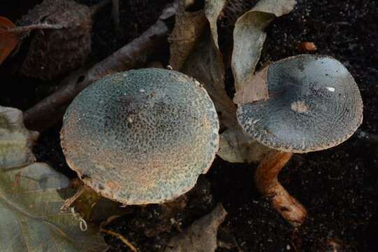 Image of Lepiota grangei (Eyre) Kühner 1934