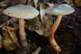 Image of Lepiota grangei (Eyre) Kühner 1934