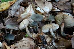 Image of Lepiota grangei (Eyre) Kühner 1934