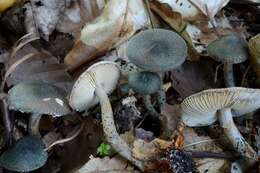 Image of Lepiota grangei (Eyre) Kühner 1934