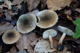 Image of Lepiota grangei (Eyre) Kühner 1934