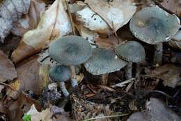 Image of Lepiota grangei (Eyre) Kühner 1934