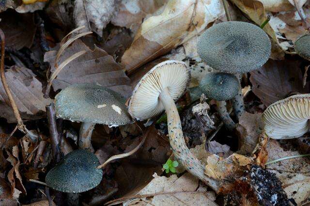 Image of Lepiota grangei (Eyre) Kühner 1934