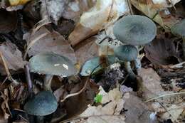 Image of Lepiota grangei (Eyre) Kühner 1934