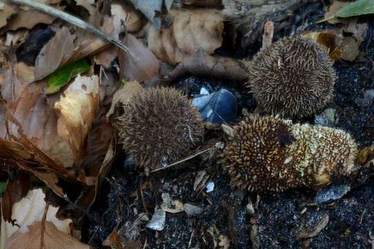 Image de Lycoperdon