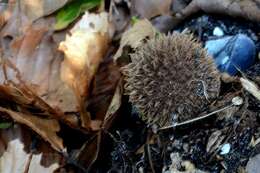 Image of Lycoperdon