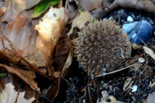 Image of Lycoperdon