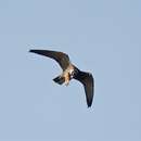 Image of Eurasian Hobby