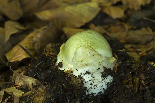 Image of Amanita