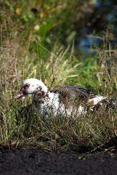 Image de Cairina Fleming & J 1822