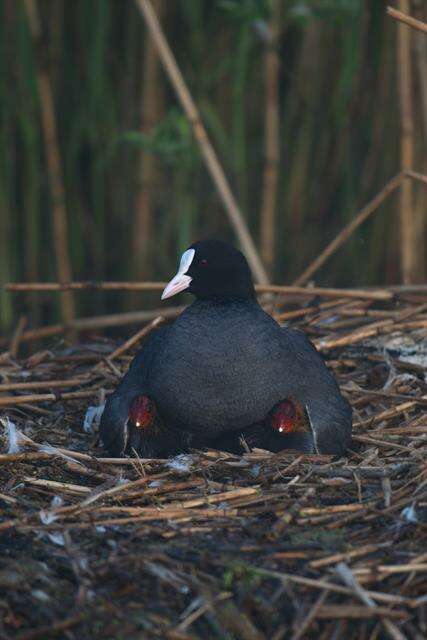 Imagem de Fulica Linnaeus 1758