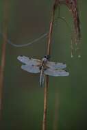 Image of Libellula Linnaeus 1758