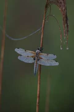 Image of Libellula Linnaeus 1758