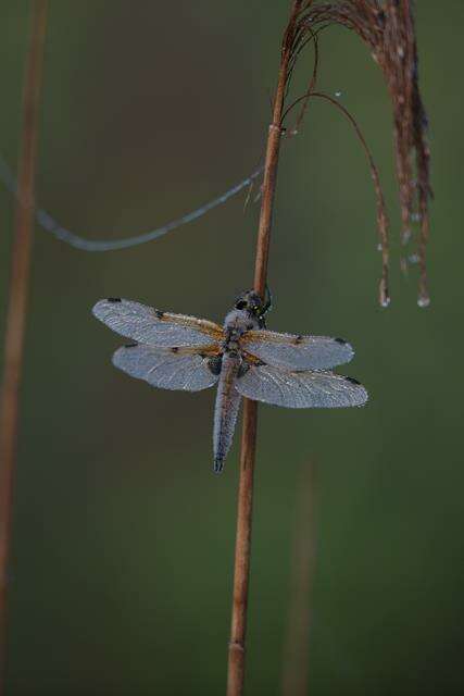 Image of Libellula Linnaeus 1758