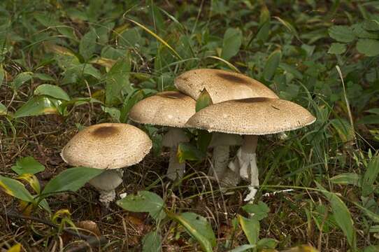 Image of Agaricus augustus Fr. 1838