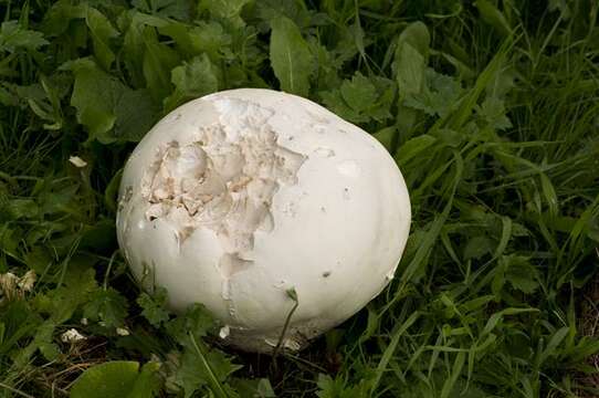 Image de Calvatia