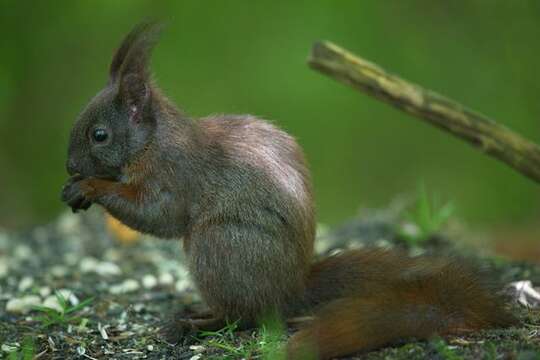 Image de Sciurus Linnaeus 1758