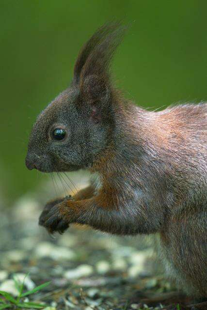 Image de Sciurus Linnaeus 1758