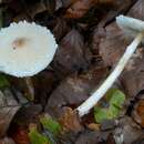 Lepiota clypeolaria (Bull.) P. Kumm. 1871 resmi