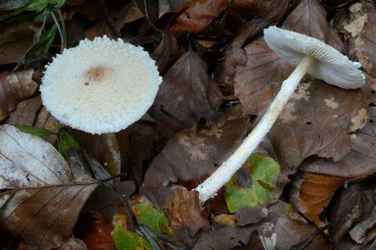 Plancia ëd Lepiota