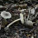 Lepiota griseovirens Maire 1928 resmi