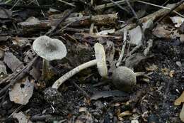 Lepiota griseovirens Maire 1928 resmi