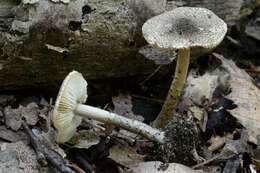 Lepiota griseovirens Maire 1928 resmi