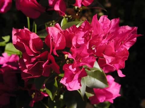 Image of bougainvillea