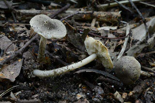 Lepiota griseovirens Maire 1928 resmi