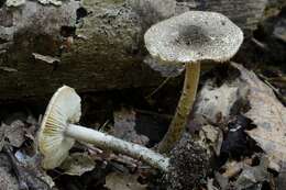 Lepiota griseovirens Maire 1928 resmi