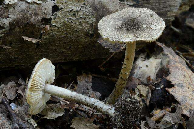 Lepiota griseovirens Maire 1928 resmi