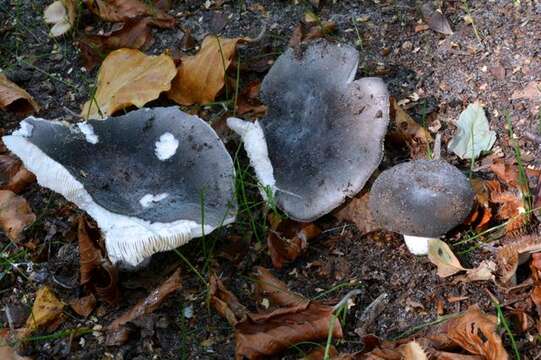 Image of Russula parazurea Jul. Schäff. 1931