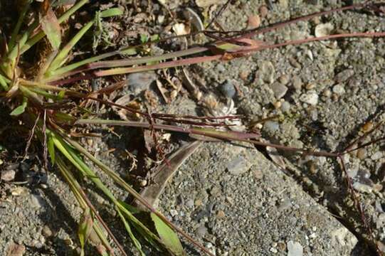 Image of crabgrass