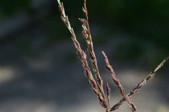 Image of crabgrass