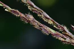 Image of crabgrass