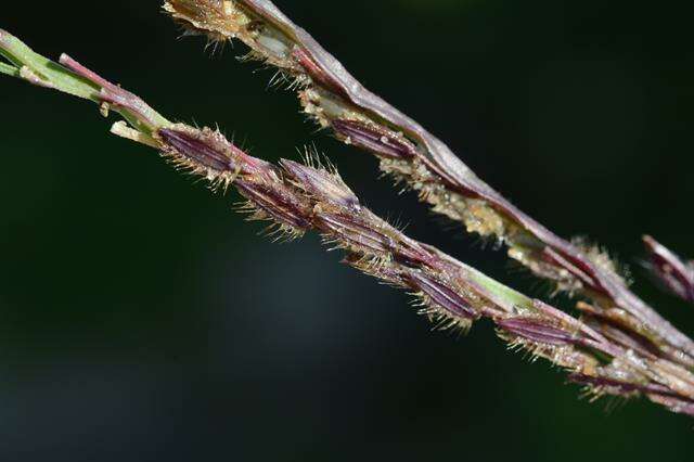 Image of crabgrass